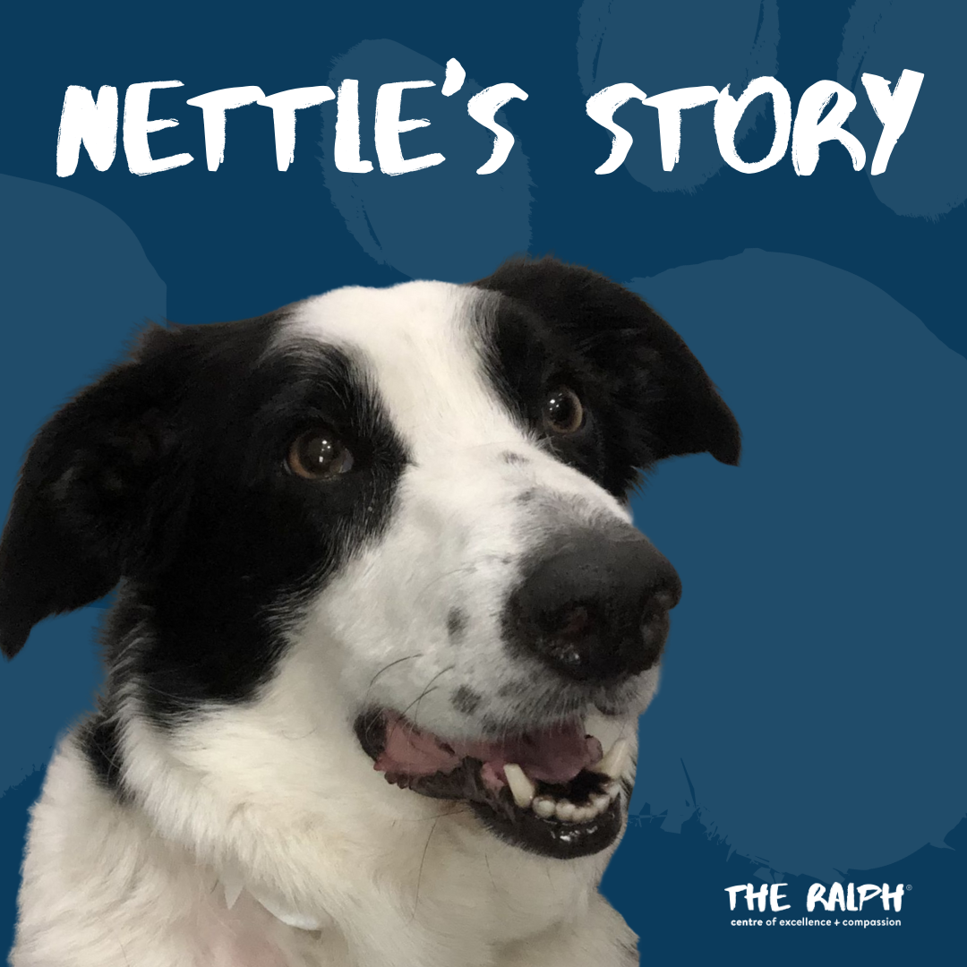 Nettle's story - The Ralph