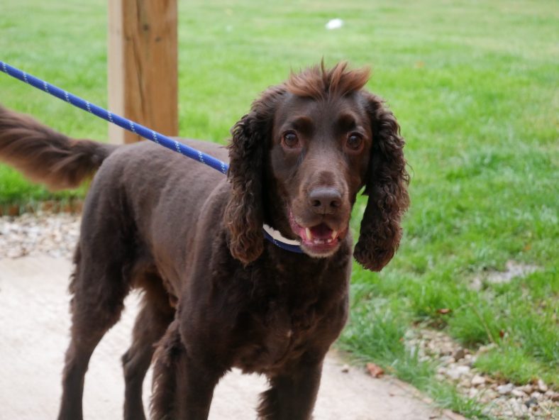 Cocker spaniel sale limping front leg