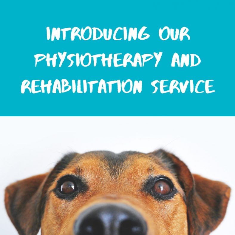 Introducing…Our Physiotherapy and Rehabilitation Service! - The Ralph